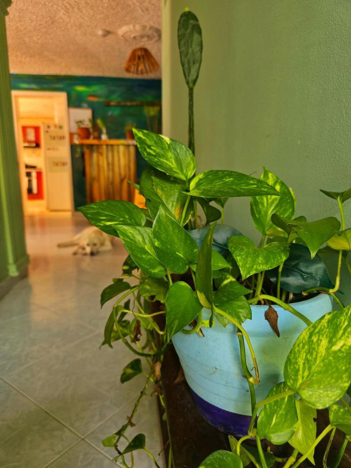 Tatami Hostel ブカラマンガ エクステリア 写真